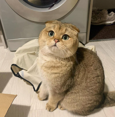 Your pet called…